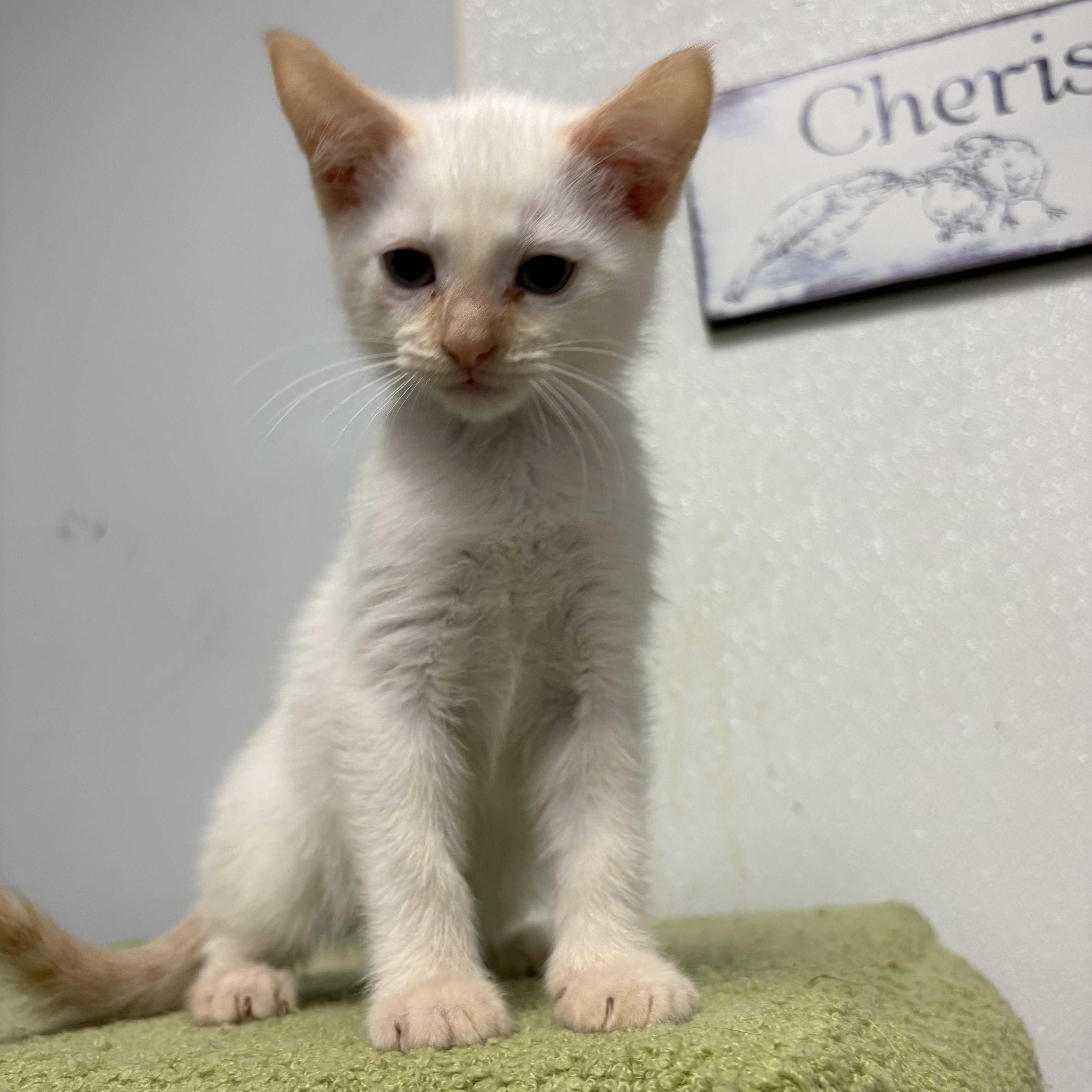 A baby small-sized female Flame Point Siamese cat named Virgina for adoption in North Arlington, NJ
