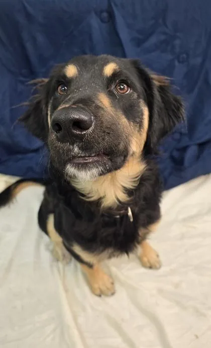 An adult large-sized male Golden Retriever dog named Duck for adoption in Morton Grove, IL