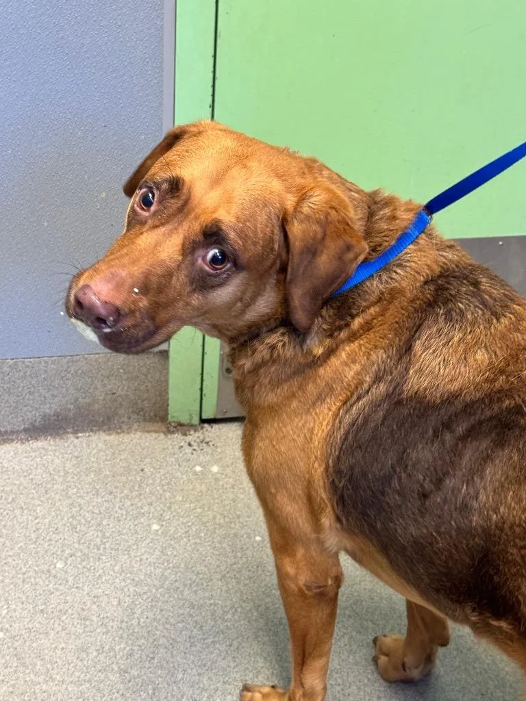 An adult medium-sized female Rottweiler dog named Buttercup for adoption in Bloomington, IN