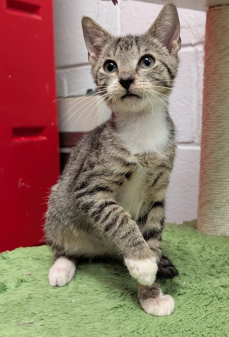 A baby medium-sized male Tabby (Gray / Blue / Silver) Domestic Short Hair cat named Scooter for adoption in Smithfield, NC