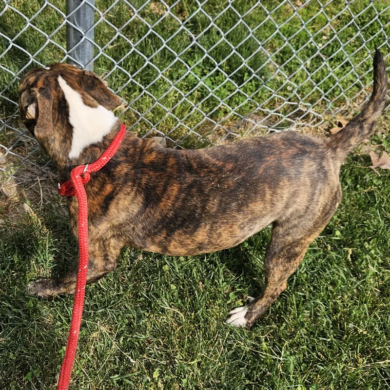 An adult medium-sized female Brindle Pit Bull Terrier dog named Boa for adoption in Benton Harbor, MI