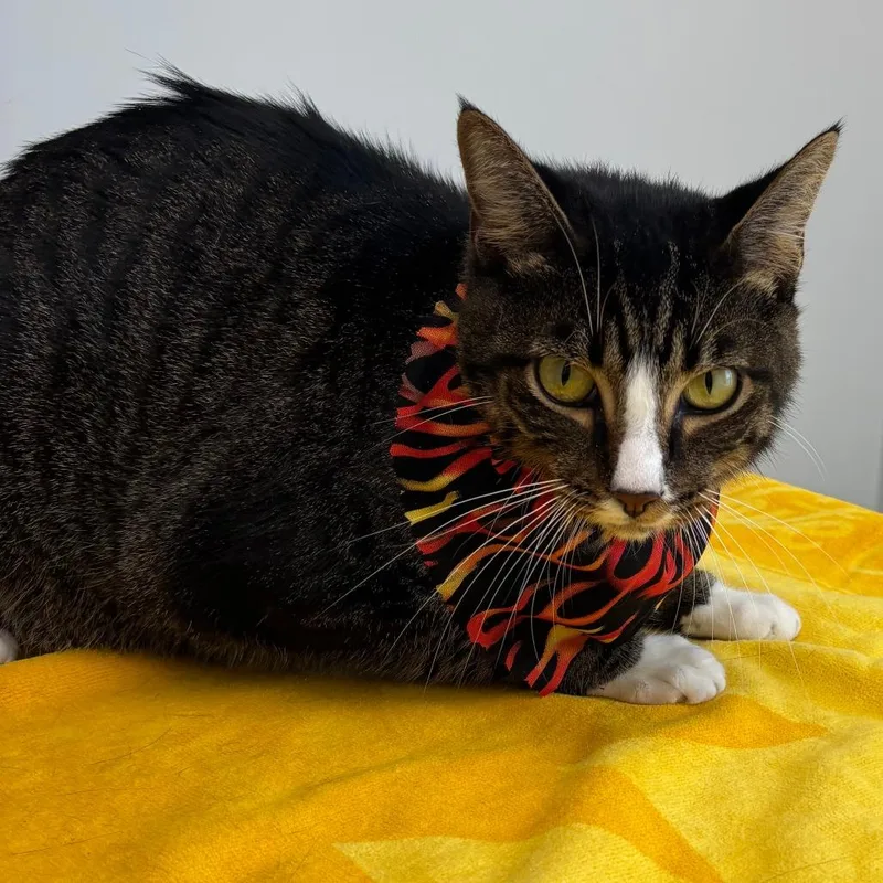 A baby small-sized male Brown / Chocolate Domestic Short Hair cat named Mister for adoption in Huntsville, AL