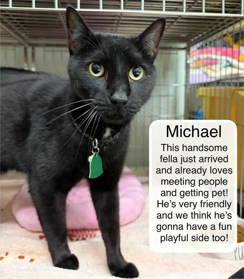 An adult large-sized male Black Domestic Short Hair cat named Michael for adoption in Ellicott City, MD