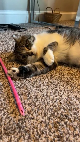 Loaded Baked Potato thumbnail 2