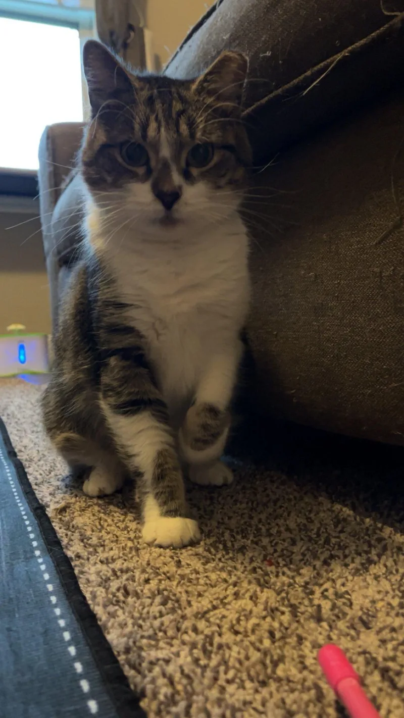 Loaded Baked Potato thumbnail 3