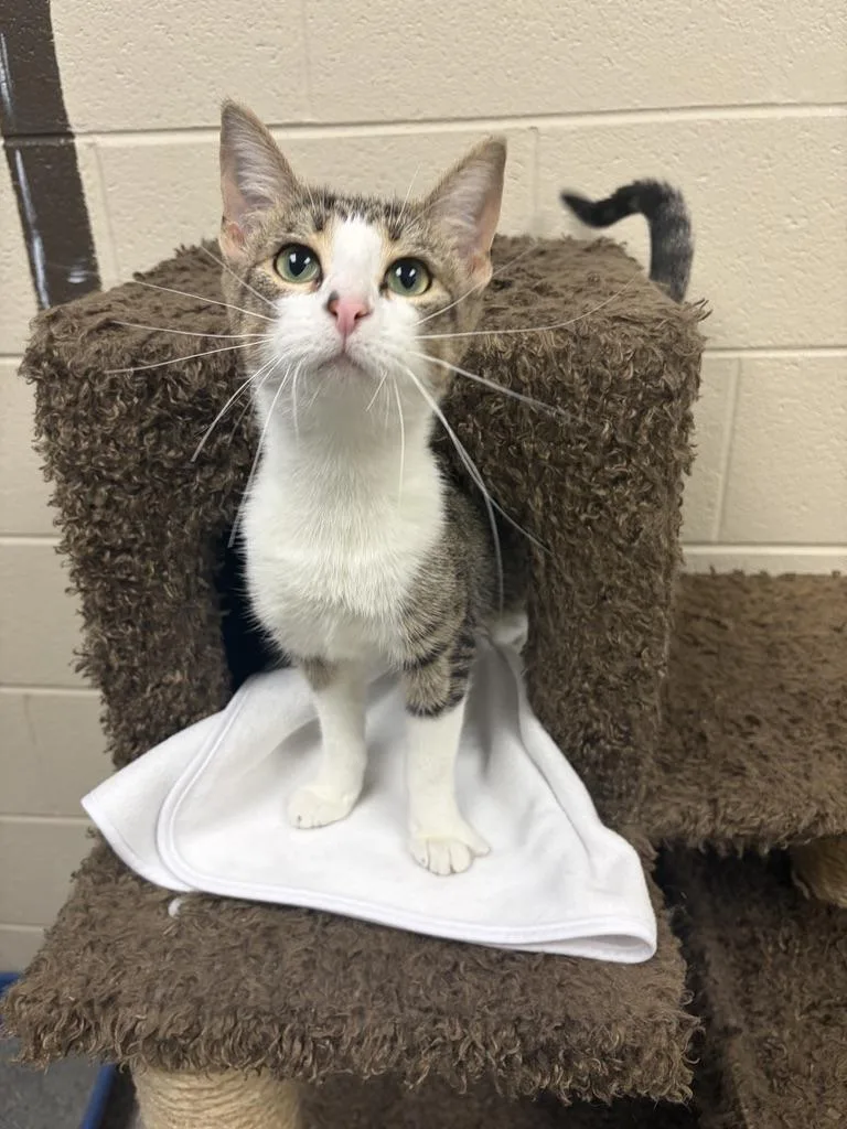 An adult medium-sized female White Domestic Short Hair cat named Camilla for adoption in Valparaiso, IN