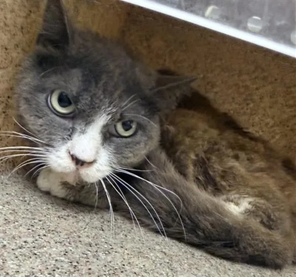 An adult small-sized female Domestic Short Hair cat named Josie for adoption in Riverside, CA