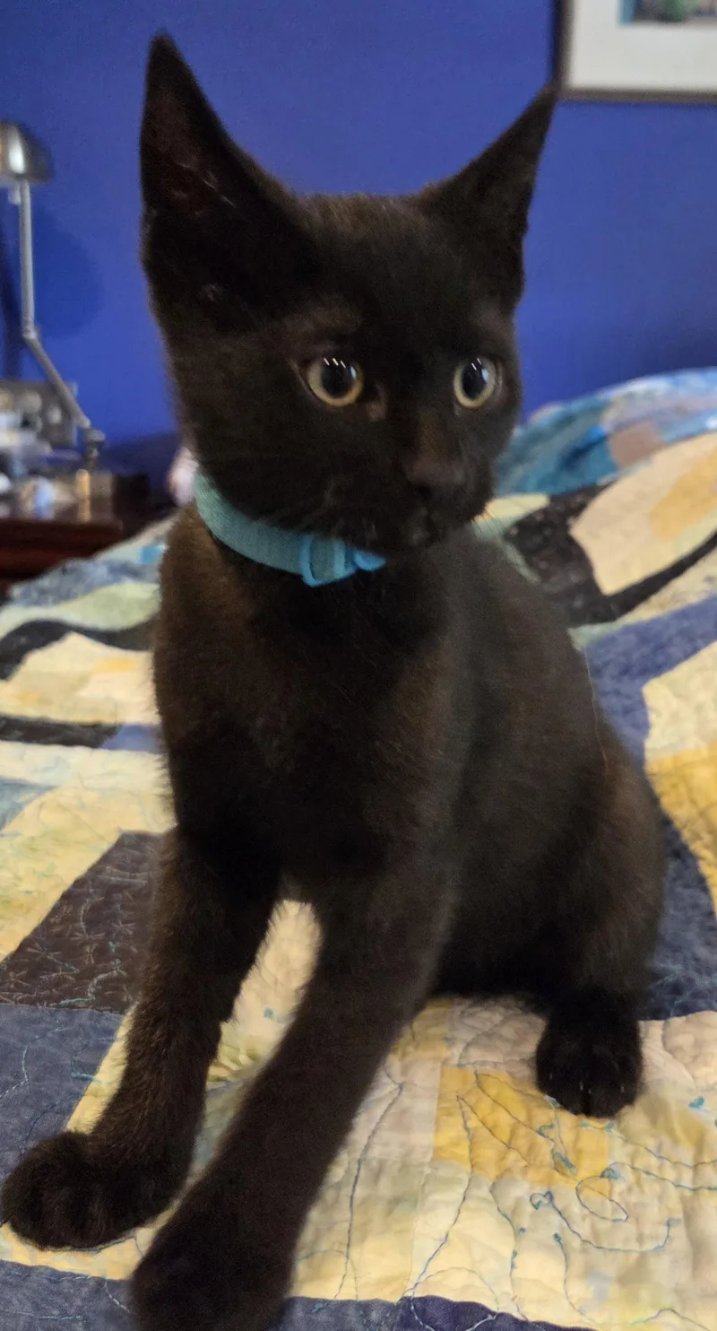 A baby medium-sized male Black Domestic Short Hair cat named Finn for adoption in Broomall, PA