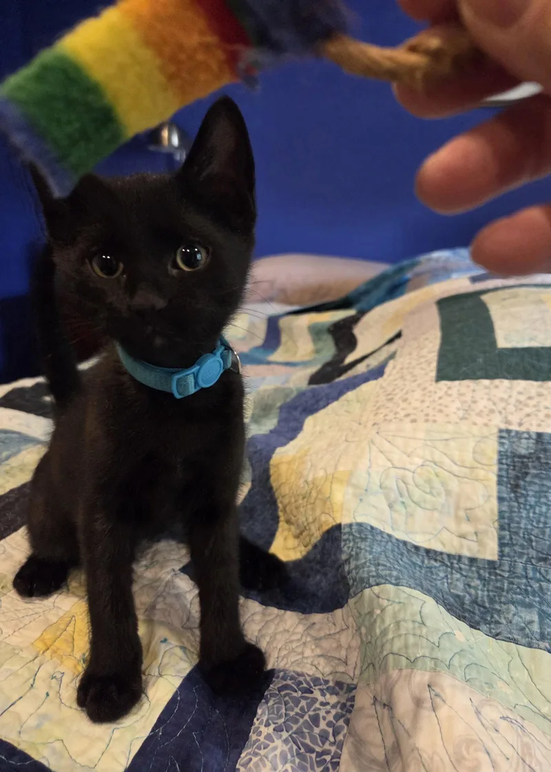 Finn thumbnail 2