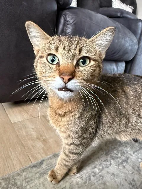 A young small-sized female Domestic Short Hair cat named Kids Call Her Sparks for adoption in Auburn, IN