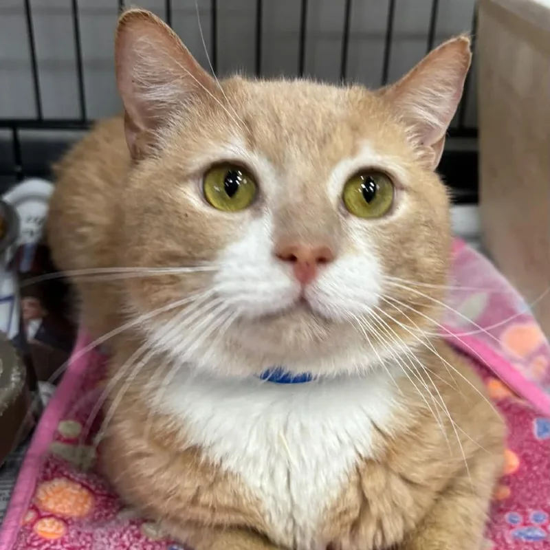 An adult medium-sized male Buff / Tan / Fawn Domestic Short Hair cat named Fluffernutter for adoption in Hamburg, NY