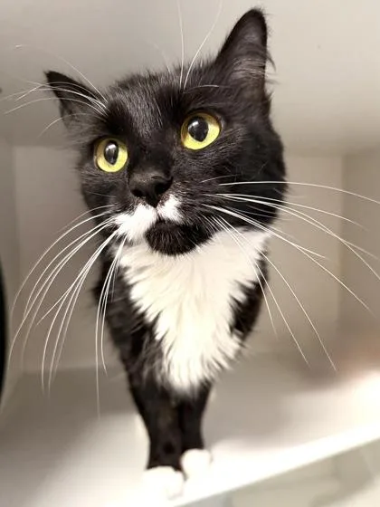 An adult medium-sized female Domestic Medium Hair cat named Nami for adoption in West Chester, PA