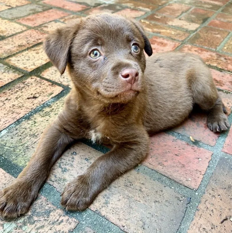 A baby medium-sized female Brown / Chocolate Chocolate Labrador Retriever dog named Mabel for adoption in Cordova, TN