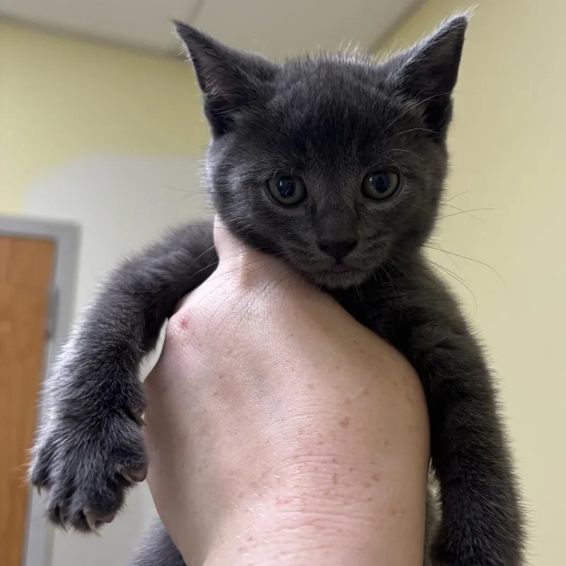 A baby small-sized male Gray / Blue / Silver Domestic Short Hair cat named Mufasa for adoption in Wilmington, DE