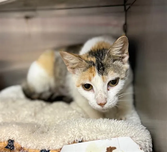 An adult medium-sized female Domestic Short Hair cat named Florence for adoption in Conroe, TX