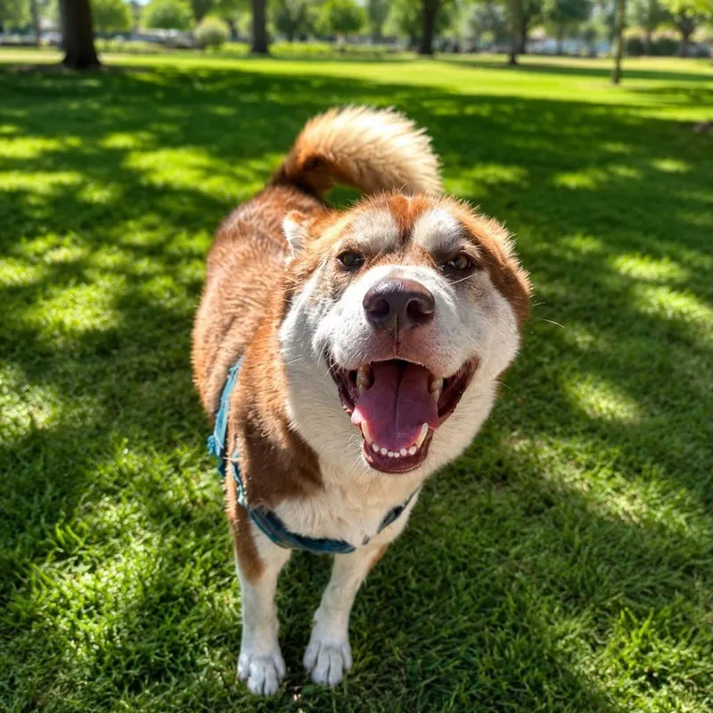 A young medium-sized female Gray / Blue / Silver Husky dog named Lady Pumkin for adoption in San Diego, CA