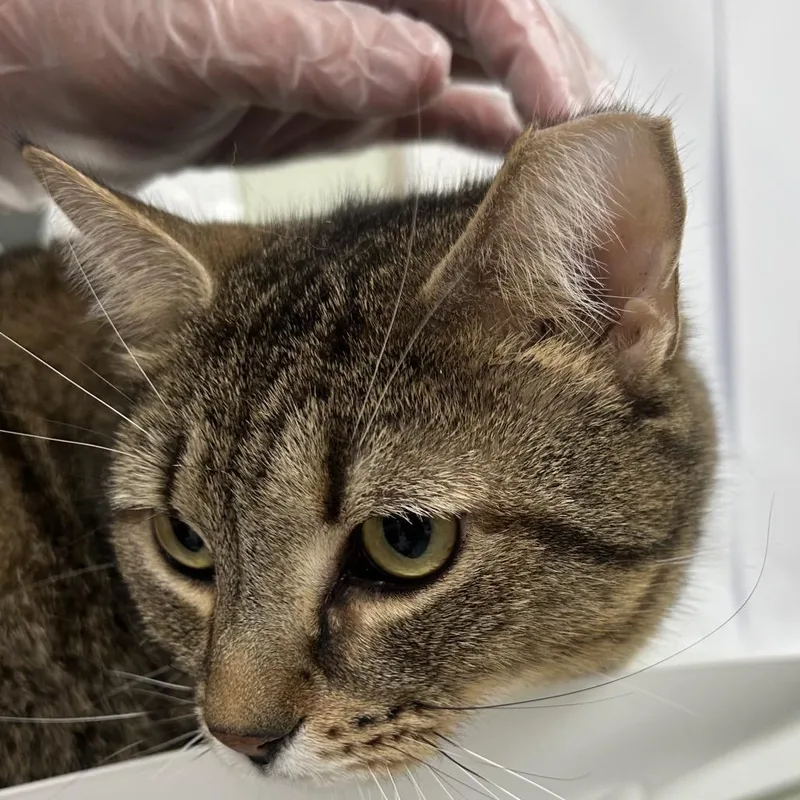 An adult large-sized male Gray / Blue / Silver Domestic Short Hair cat named Bobbi for adoption in East Smithfield , PA