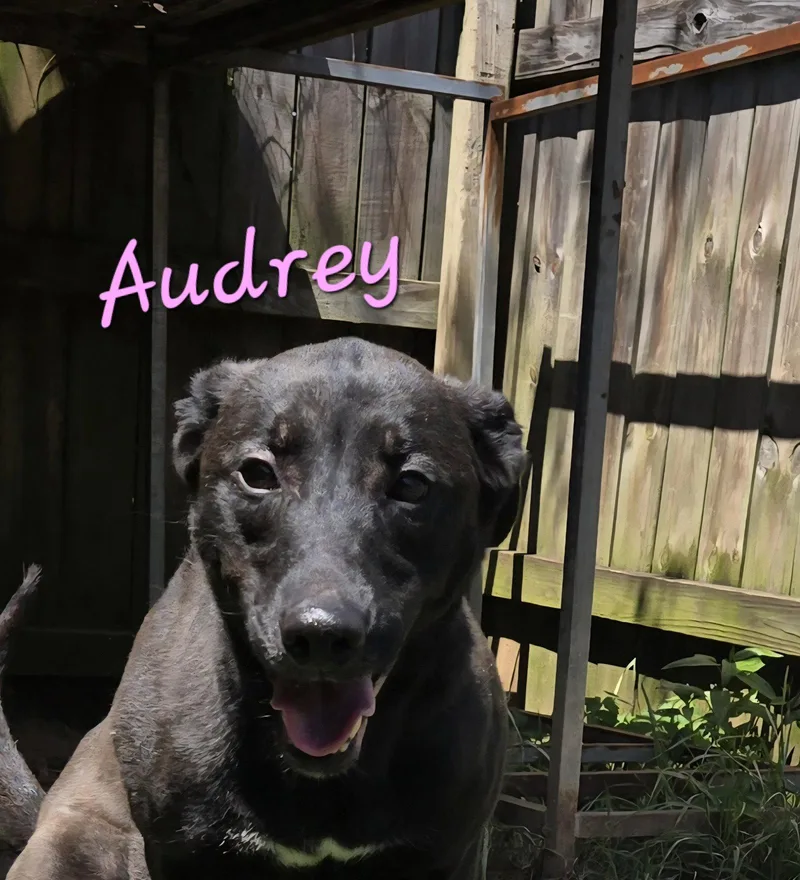A young medium-sized female Black Labrador Retriever dog named Audrey for adoption in Jackson, MS
