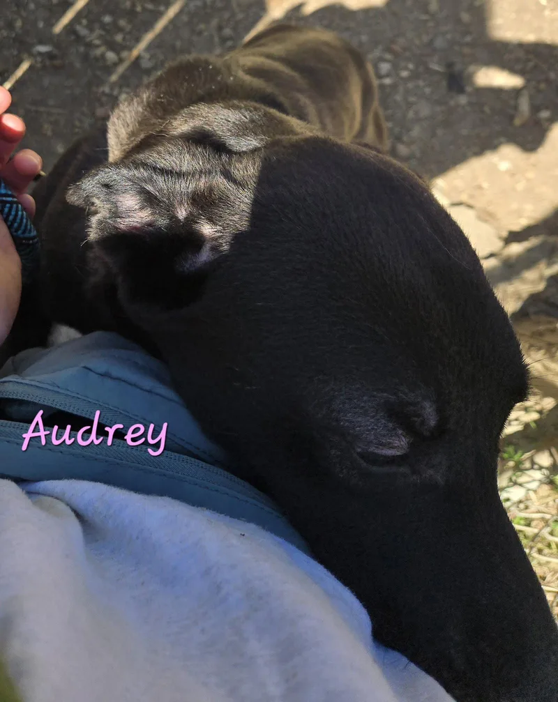 Audrey thumbnail 2