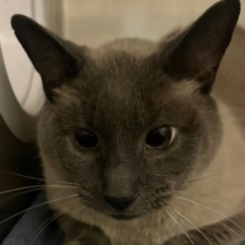 A senior large-sized male Siamese cat named Jeff for adoption in Oak Park, IL