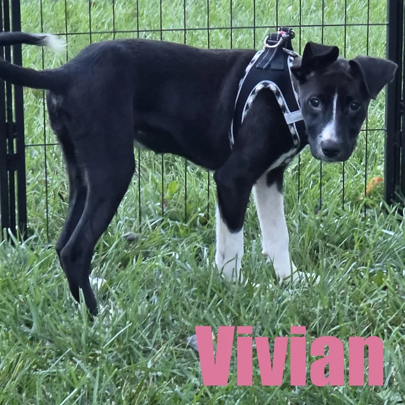 Vivian thumbnail 4
