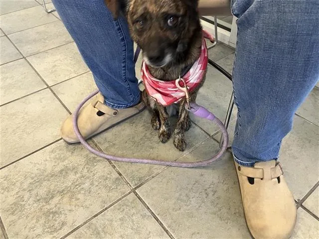 An adult small-sized male Terrier dog named Cheepi for adoption in San Antonio, TX
