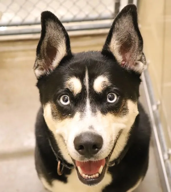 An adult large-sized female Siberian Husky dog named Minka for adoption in Sioux City, IA
