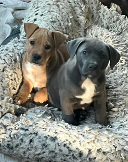 A baby medium-sized male Pit Bull Terrier dog named Guru for adoption in Malvern, PA