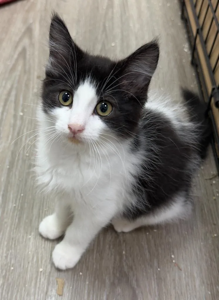 A baby medium-sized female Domestic Medium Hair cat named Helena for adoption in San Pedro, CA