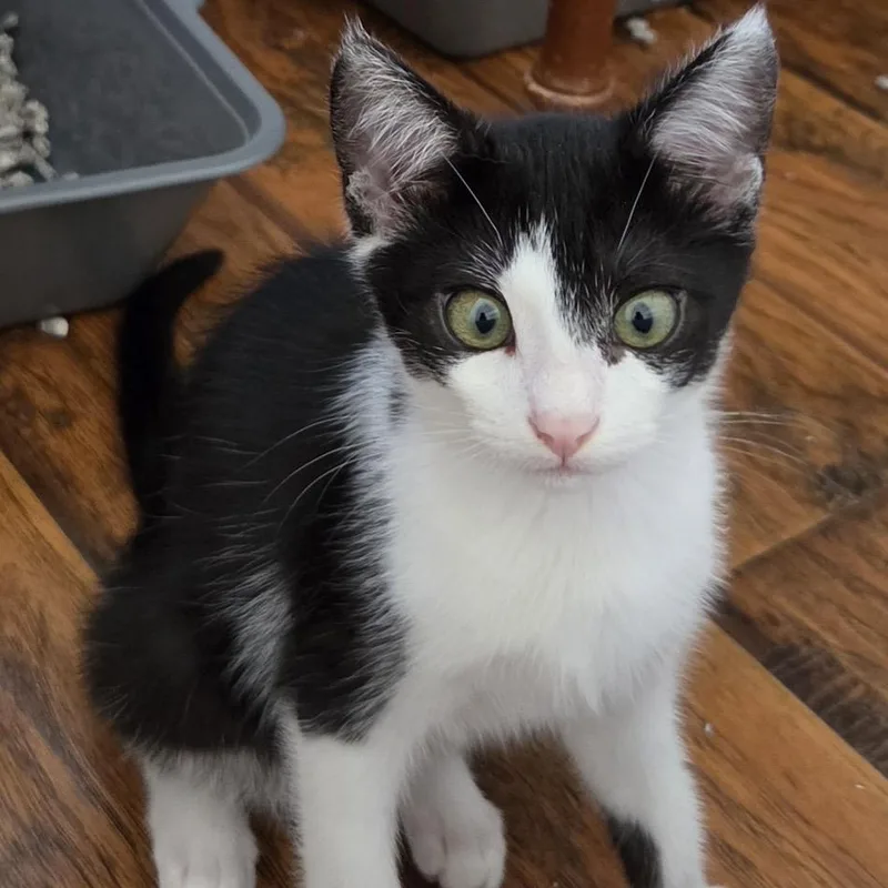 A baby small-sized female Black Domestic Short Hair cat named Alice Cooper for adoption in Westminster, CA