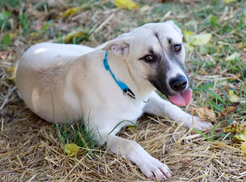 A young medium-sized female Yellow / Tan / Blond / Fawn Anatolian Shepherd dog named Yvette for adoption in Kansas City, KS