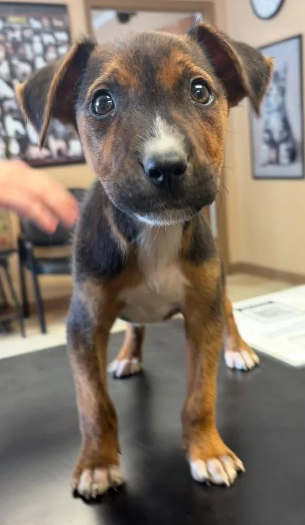 A baby small-sized male Mountain Dog dog named Rolex for adoption in Maumelle, AR