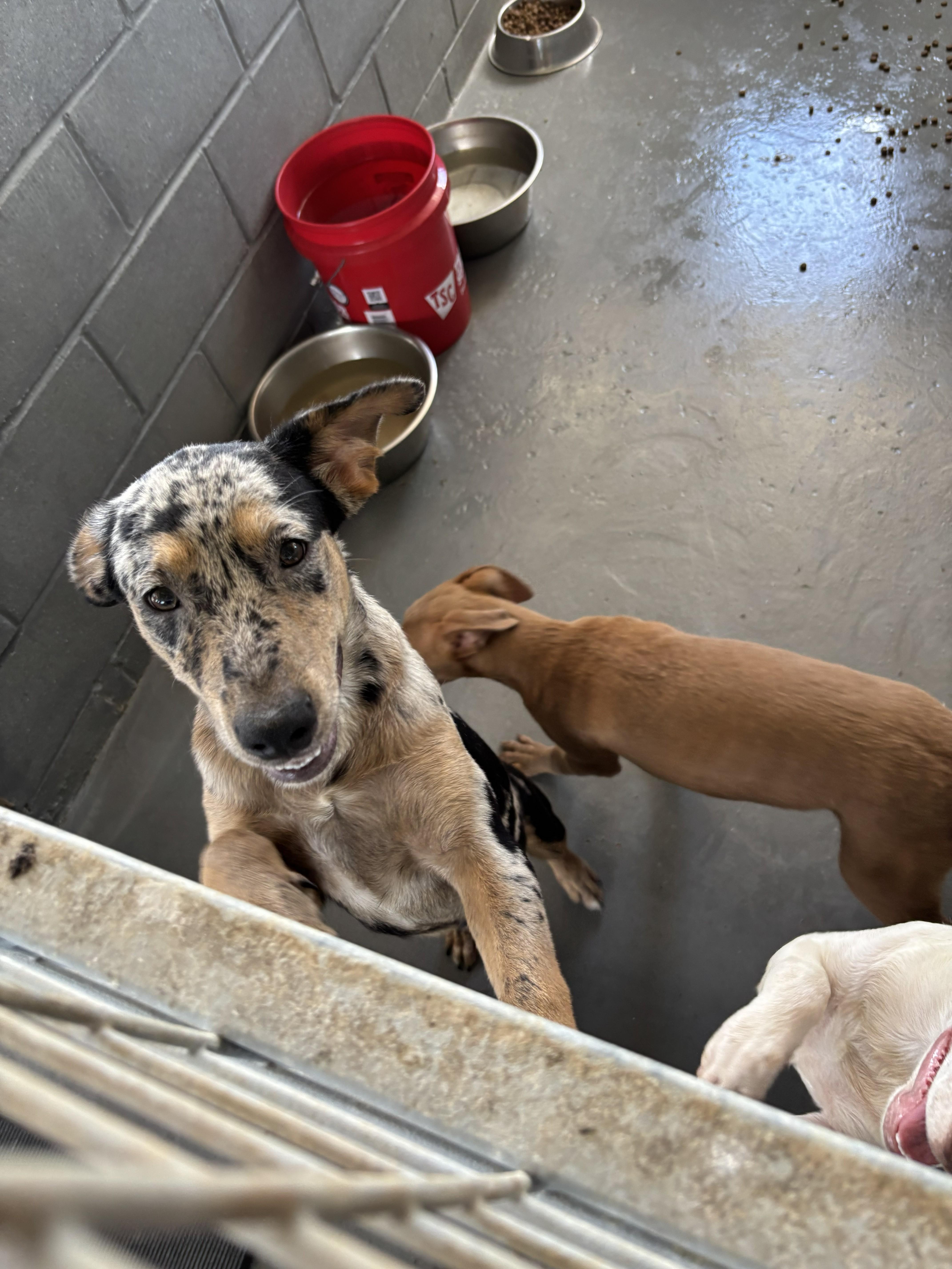 A young medium-sized female American Staffordshire Terrier dog named Tori for adoption in Edna, TX