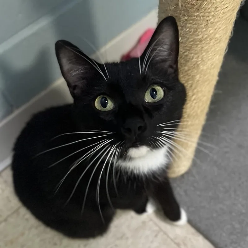 An adult large-sized female Black Domestic Short Hair cat named Quilla for adoption in Simpsonville, SC