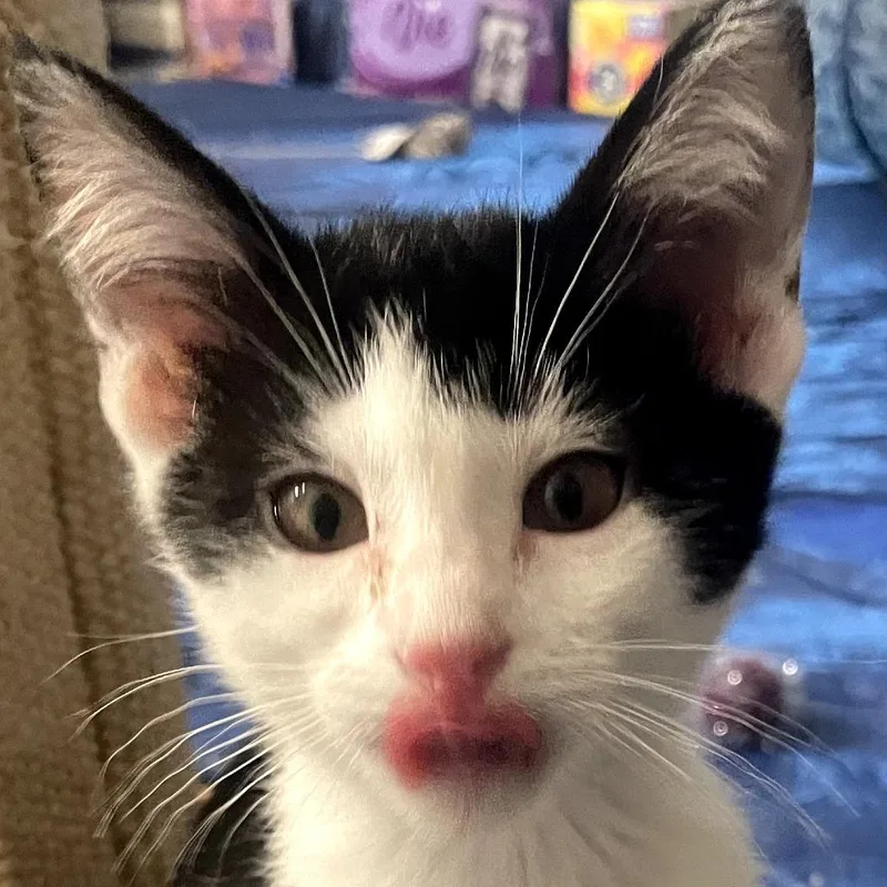 A baby small-sized female Black Domestic Short Hair cat named Liberty for adoption in Carmel, IN