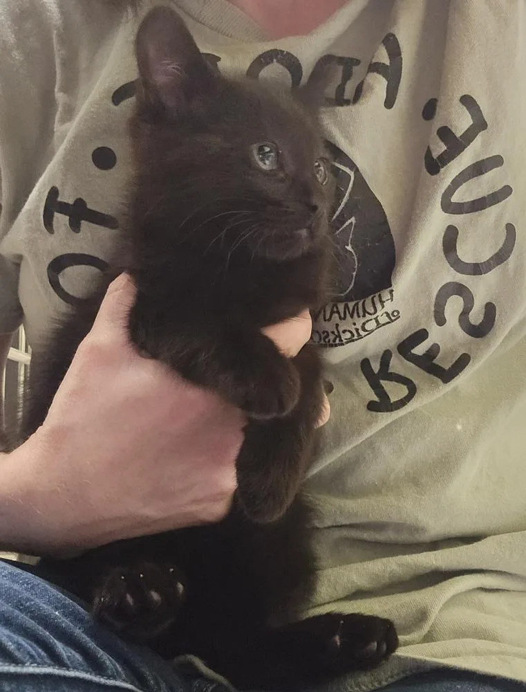 A baby small-sized male Black Domestic Short Hair cat named Cristo for adoption in Dickson, TN