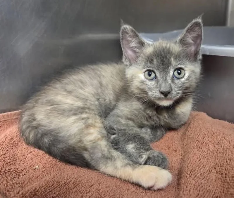 A baby small-sized female Domestic Short Hair cat named Tequila for adoption in Liverpool, NY