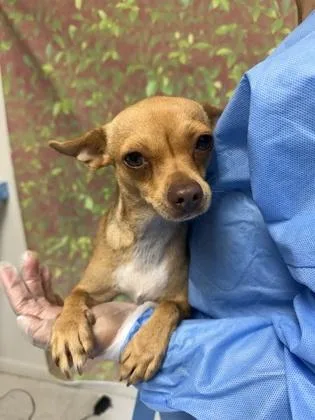 An adult small-sized female Chihuahua dog named Reina for adoption in San Antonio, TX