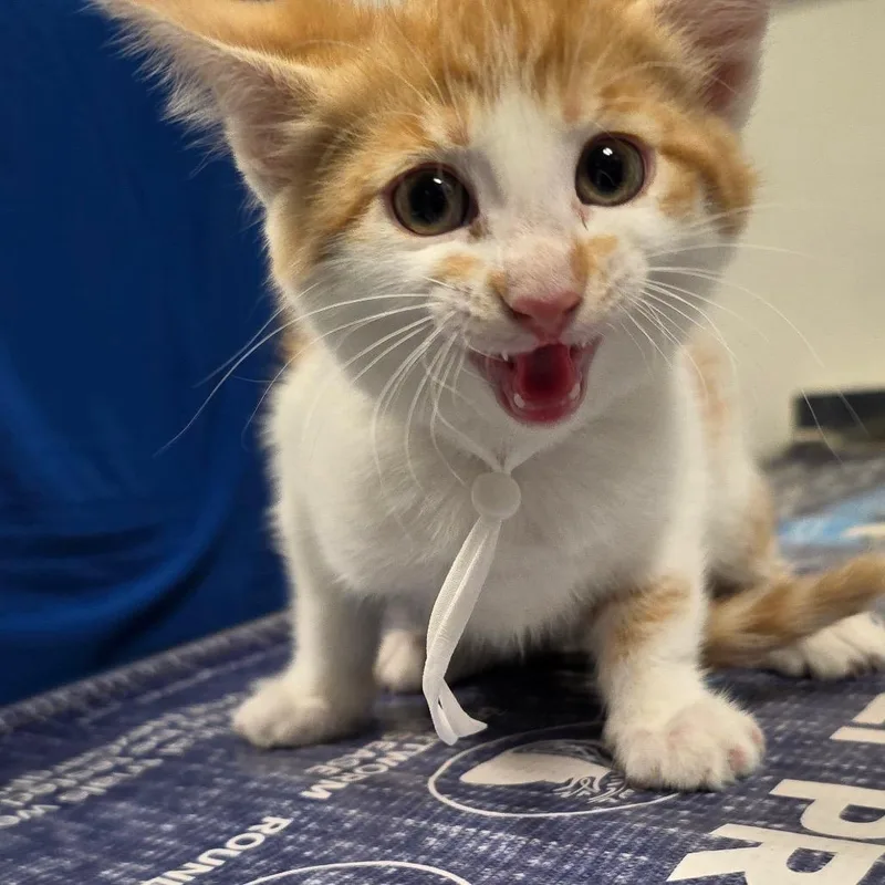 A baby small-sized female Orange / Red Domestic Short Hair cat named Taylor for adoption in Carmel, IN