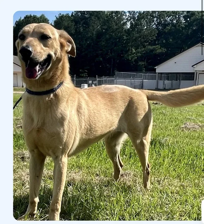 An adult medium-sized female Labrador Retriever dog named Precious for adoption in North Syracuse, NY