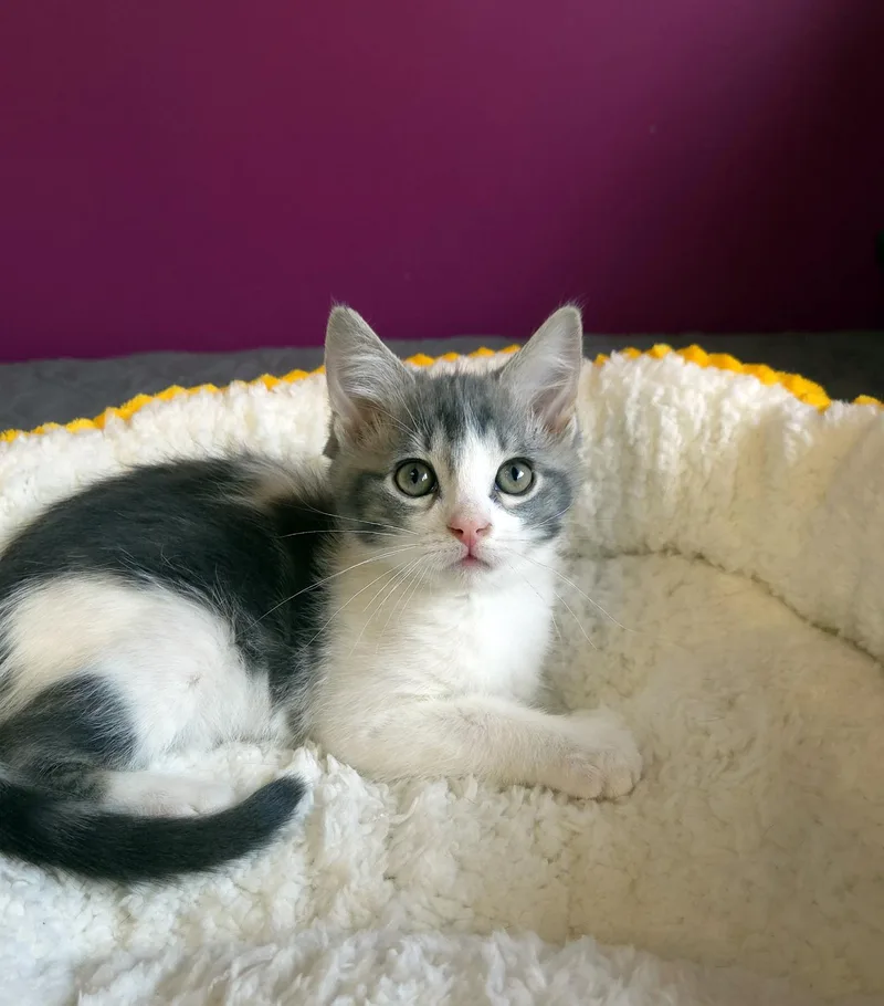 A baby medium-sized male Tabby (Gray / Blue / Silver) Domestic Short Hair cat named Luke for adoption in Centerville, UT