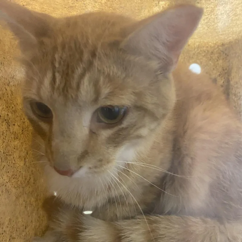 An adult small-sized male Orange / Red Domestic Short Hair cat named Sampson for adoption in Harrisonburg, VA