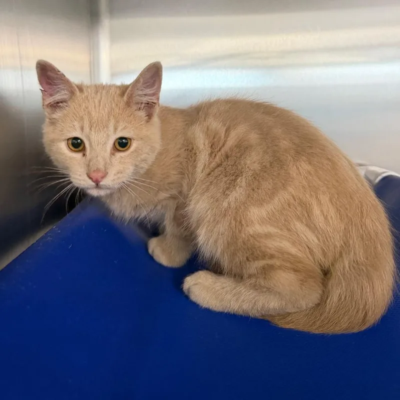 A baby small-sized male Orange / Red Domestic Short Hair cat named Wybie for adoption in Spanish Fork, UT
