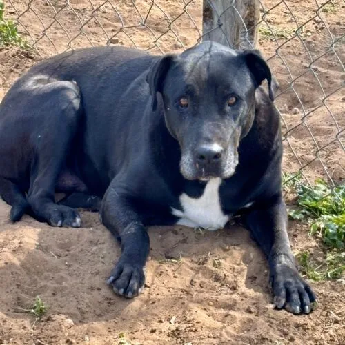 A senior large-sized male Black Labrador Retriever dog named Nicko for adoption in Sullivan City, TX