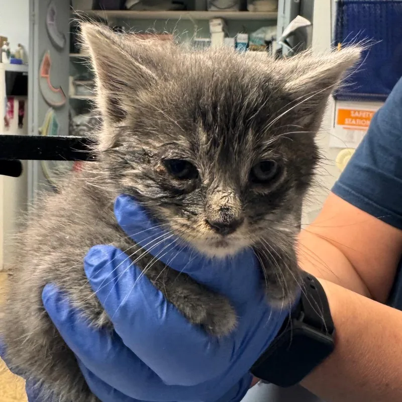 A baby small-sized female Gray / Blue / Silver Domestic Short Hair cat named Valentina for adoption in Birdsboro, PA
