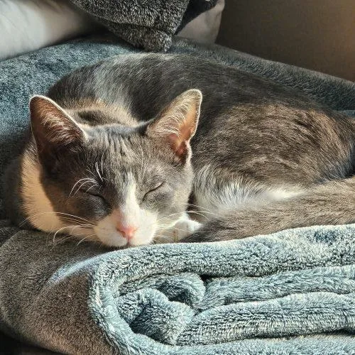 A baby small-sized male Tuxedo cat named Homer for adoption in Knoxville, TN