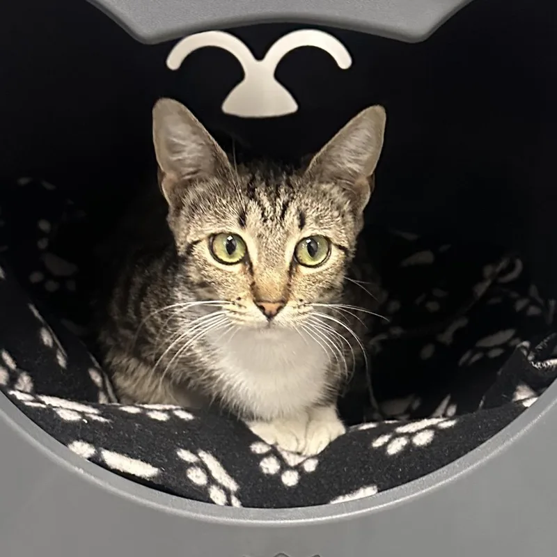 An adult medium-sized female Brown / Chocolate Domestic Short Hair cat named Kimmie for adoption in West Palm Beach, FL