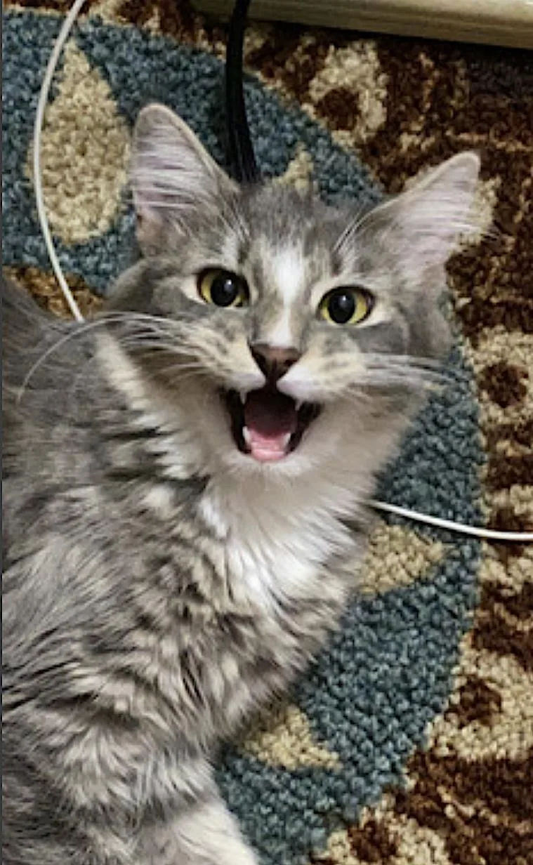 An adult large-sized male Tabby (Gray / Blue / Silver) Domestic Long Hair cat named Pepper And Salt for adoption in Amherst, MA