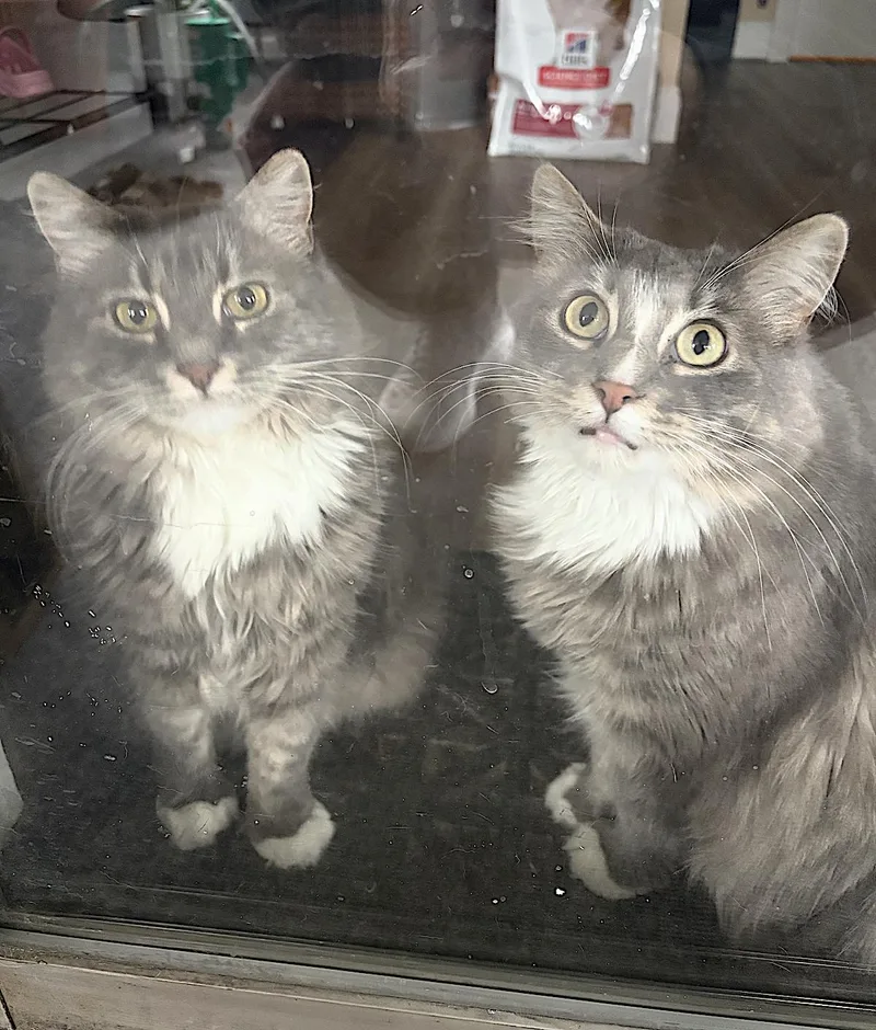 Pepper And Salt thumbnail 3