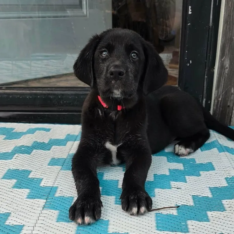A baby large-sized male Black Great Dane dog named Sherman for adoption in Bullard, TX